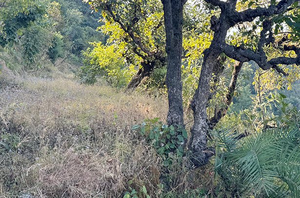 Land For Sale in Dagar Village, Narendra Nagar